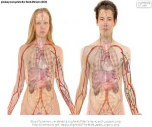 yapboz Vücut organlarının